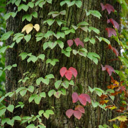 Green leaves on Tree Bark